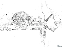 Schnecke Ausmalbilder Zum Ausdrucken